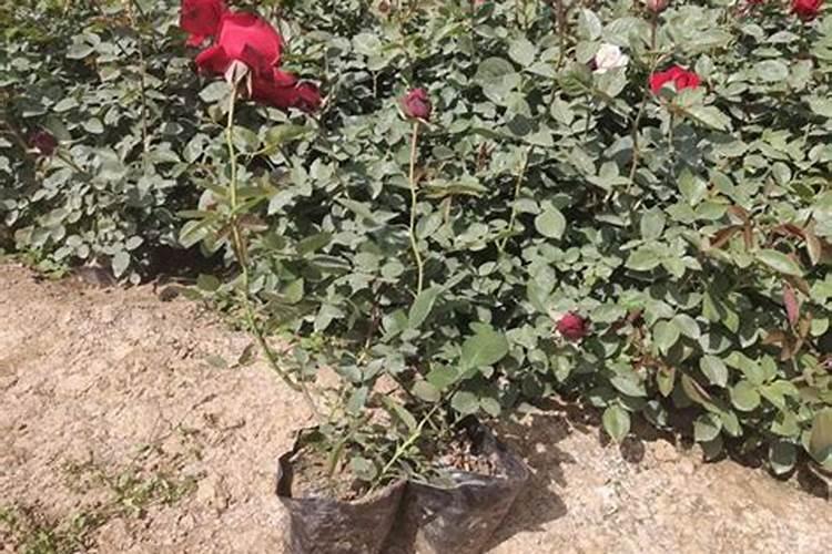 桃树硬核期施用尿素和硫酸钾可起到澎异作用吗一亩地施多少