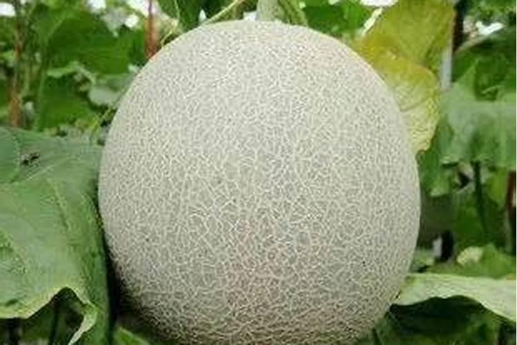 哈密瓜膨果期怎样施肥