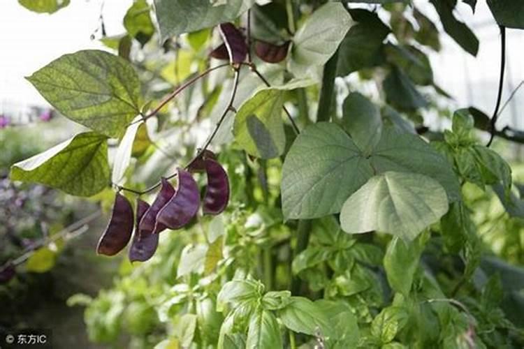 扁豆开花不结荚怎么回事