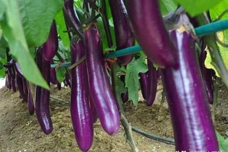 茄子浇水的正确方法