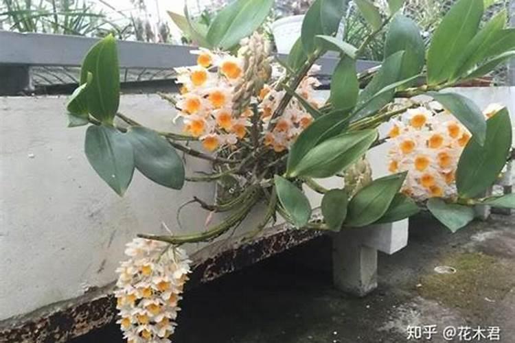 花生拌种剂的常用配方