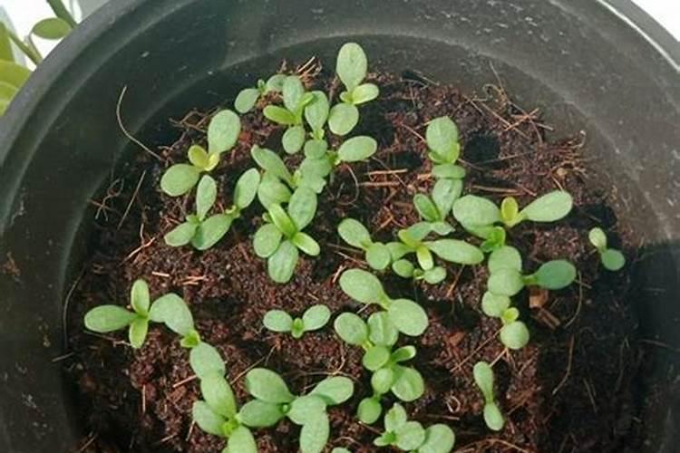 硅肥多少钱一吨