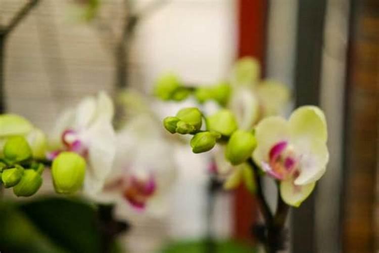 蝴蝶兰用什么肥,磷钾肥可促进花芽形成