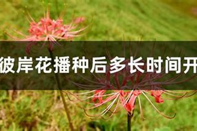 怎么给彼岸花施肥,彼岸花施肥可以施尿素吗