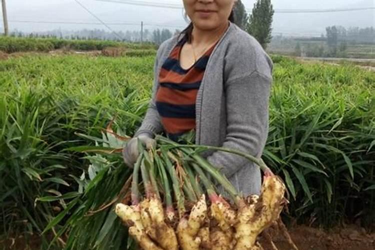 种植生姜之前,是否先要在土地施化肥再种呢？