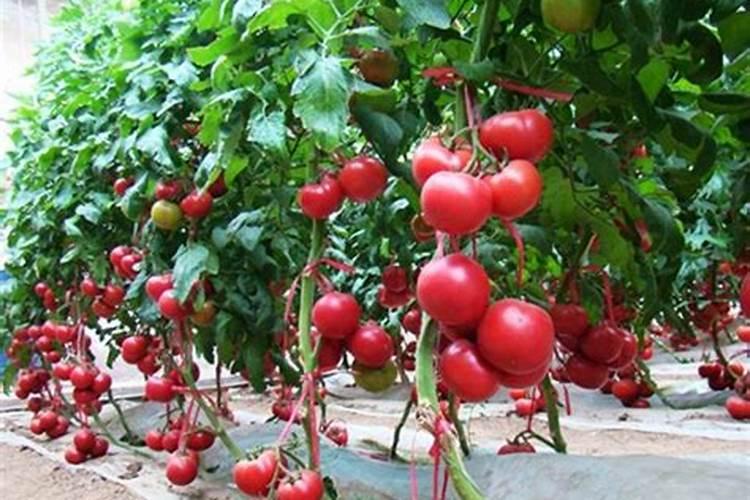 番茄挂果后怎么施肥 番茄施肥用什么肥料好