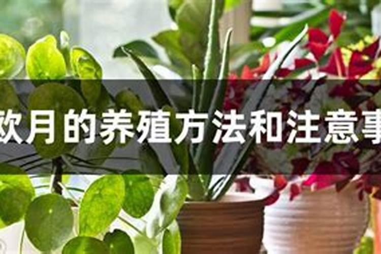 欧月月季花的养殖方法