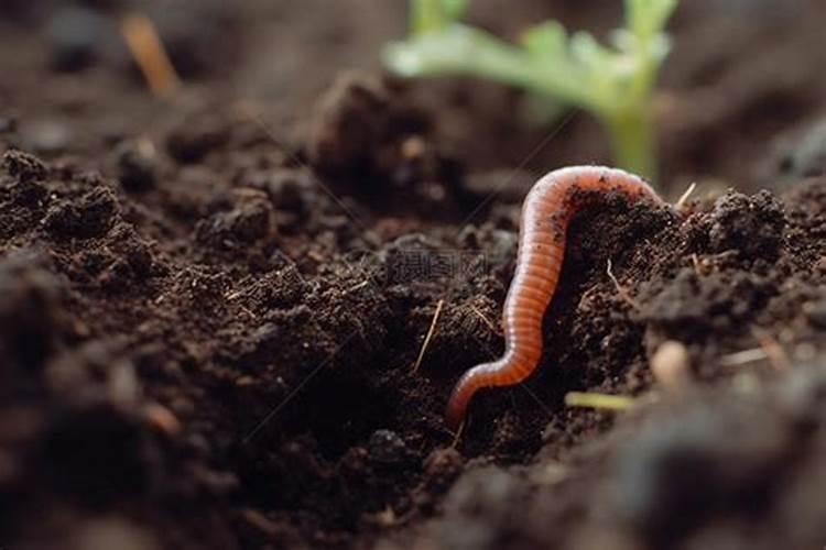 在四川如何进行蔬菜塑料大棚的综合利用？