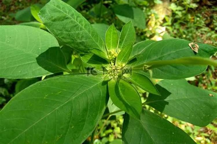 生物菌肥一亩地用多少合适呀