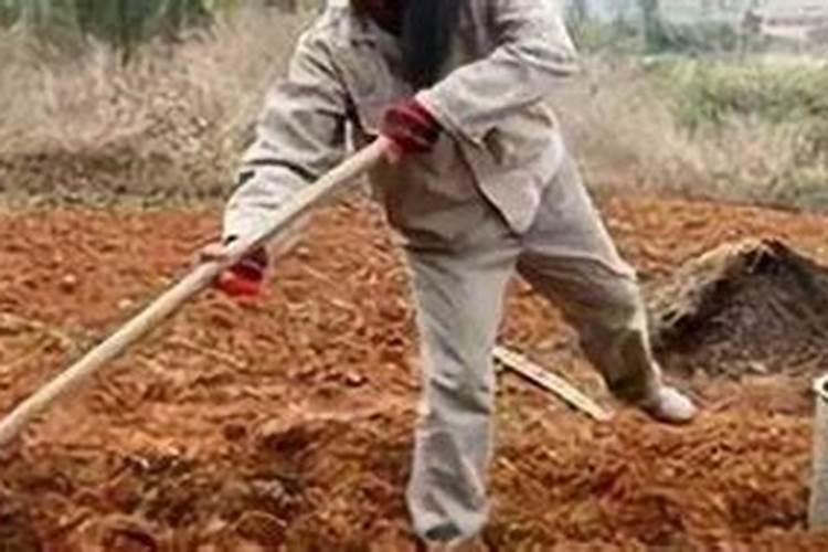 小白菜追肥用什么肥料好(种植小白菜施什么肥料尿素)