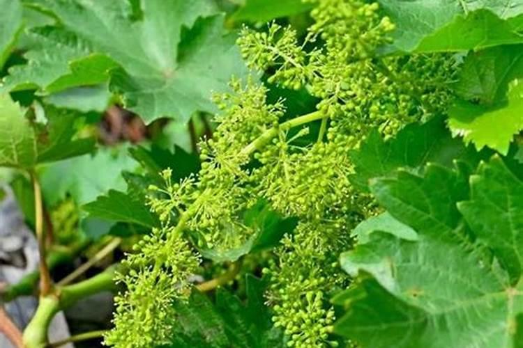 葡萄树看见花穗时能施农家肥吗？