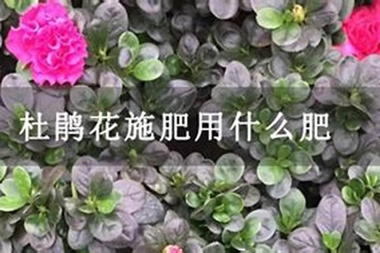 多枝多芽菜心怎么种