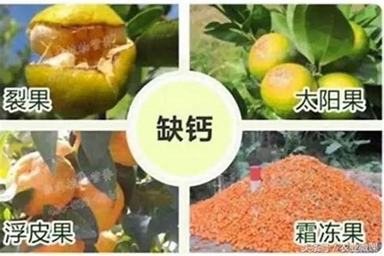 喹啉铜杀菌剂治什么病