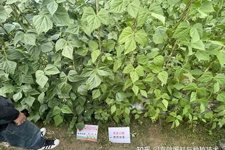 打药最佳时间玉米