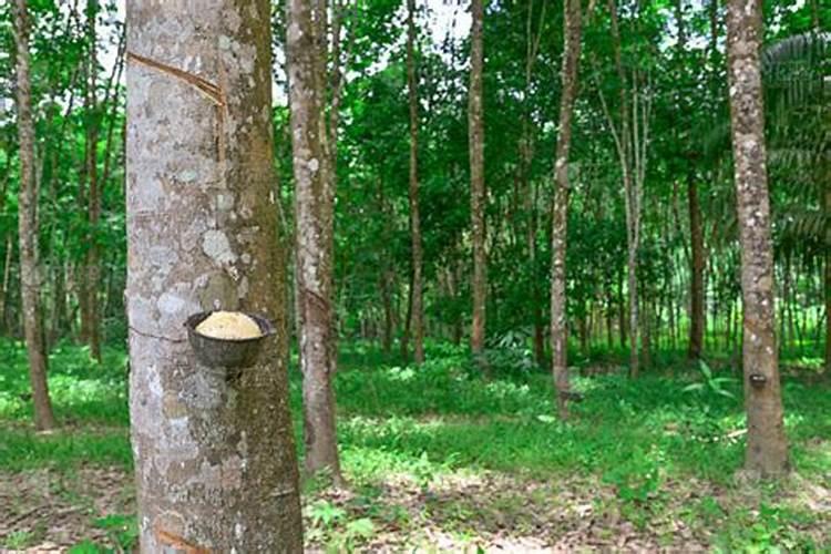种植橡胶需要注意那几点？