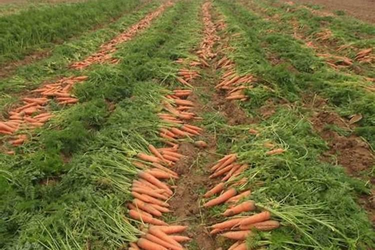 种胡萝卜用什么肥料做底肥