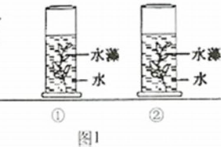 苏子怎么培植