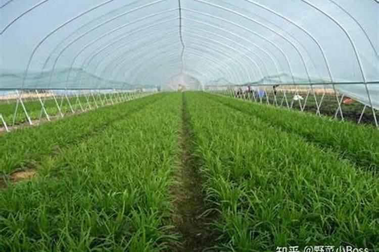 山东有实力的肥料公司有哪些？