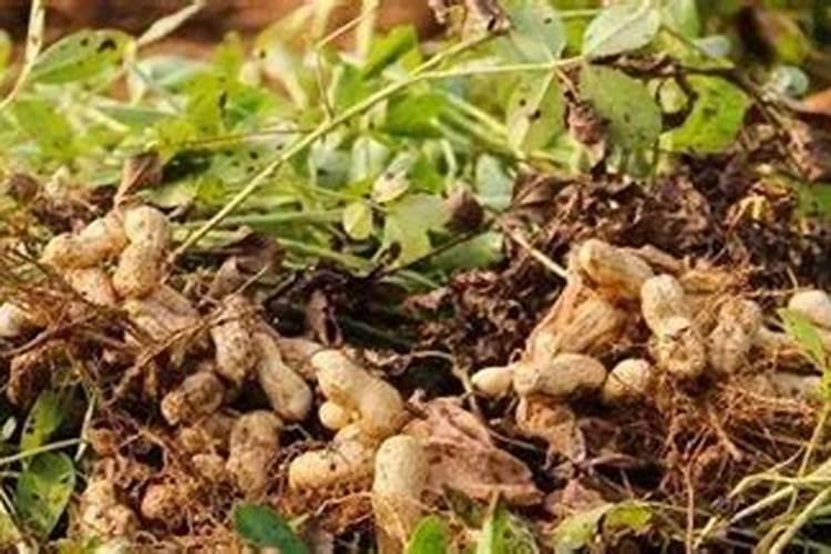 秋花生什么时候种 秋花生的种植方法
