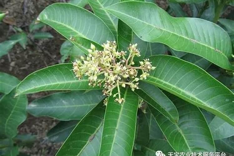 柑橘缺镁症,该怎么补救？