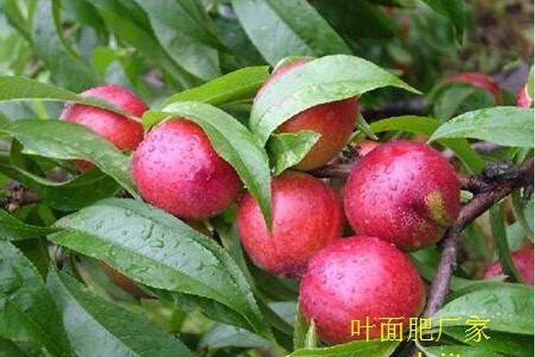 含氨基酸植物vc叶面肥有哪几个品牌