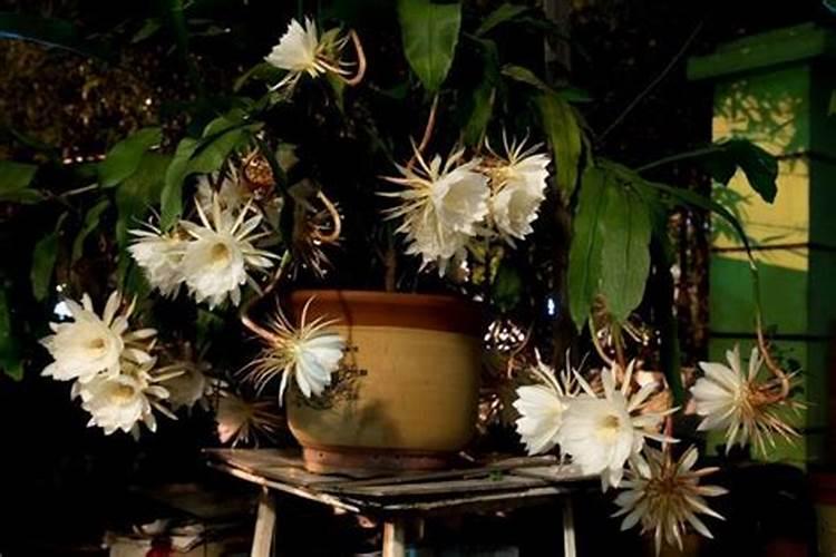昙花怎么施肥