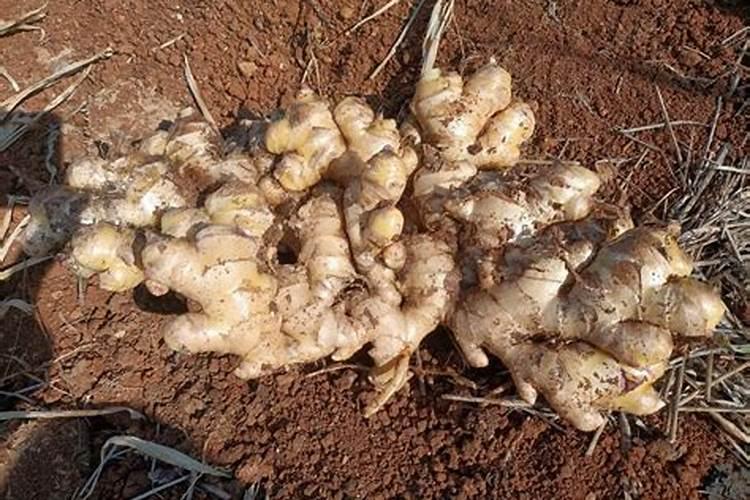 大姜用什么肥高产