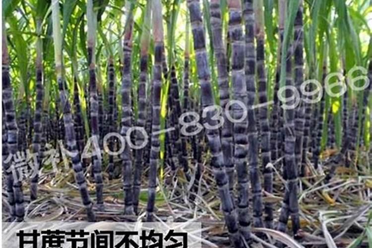 金弹子发芽后如何管理