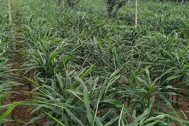 生姜最好的复合肥