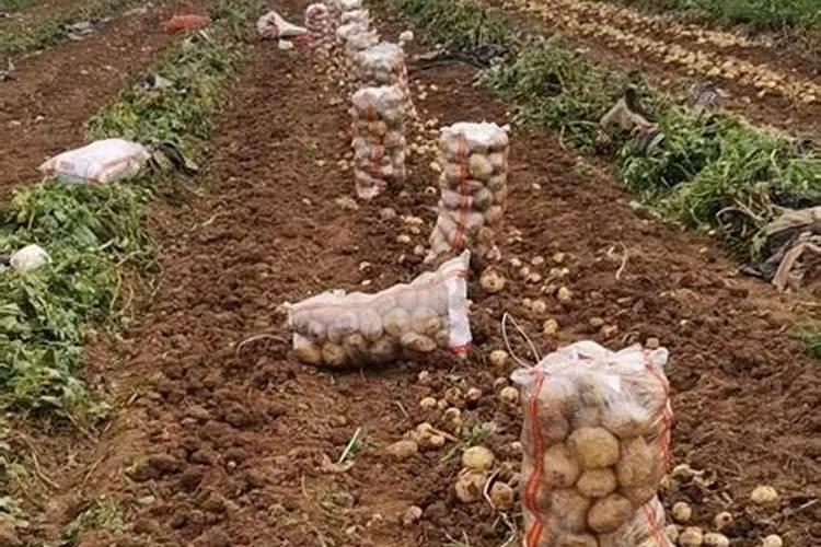 土豆需钾量很高,请问可以施加氯化钾吗？