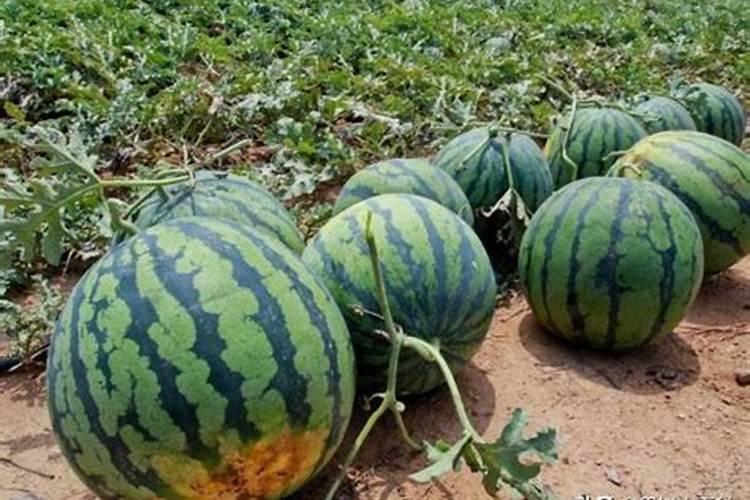 想让西瓜甜度出众,该用哪种肥料呢？