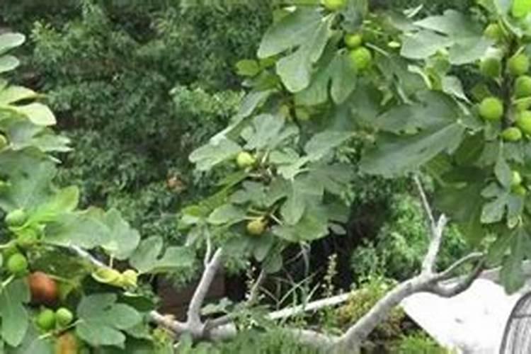 湖南益阳可以大面积种植无花果吗？