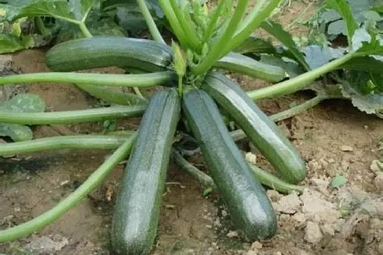 花生高产有哪些施肥技巧