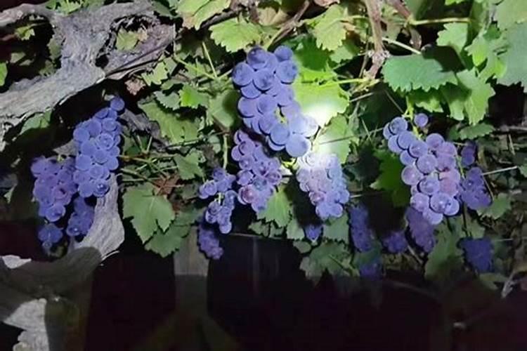 红薯苗长出地面喷什么叶面肥最好？
