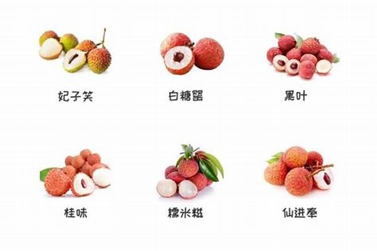 荔枝树每年施肥时间