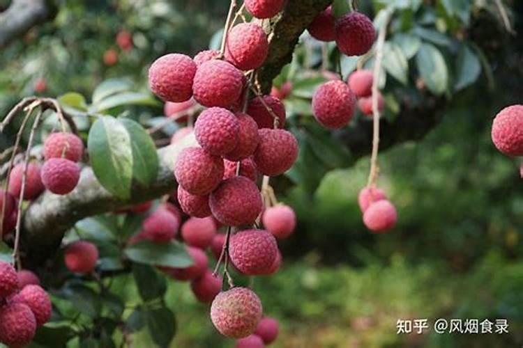 荔枝树每年施肥时间
