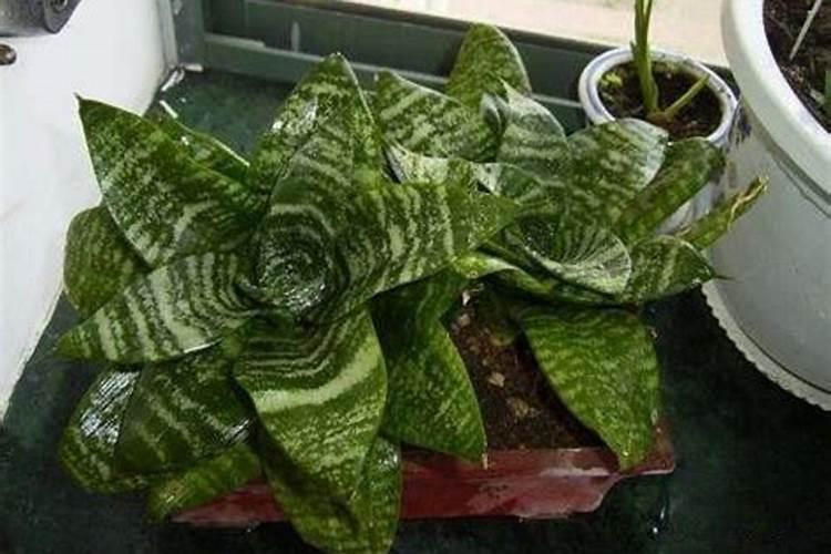 虎尾兰施什么肥虎尾兰可以施什么肥