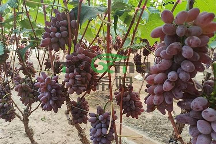 苗木施秋肥有多重要？秋季该怎么施肥？