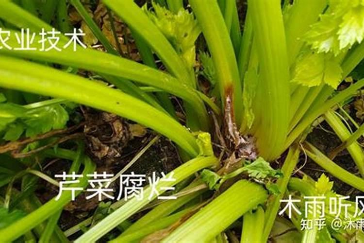 荔枝如何施肥更甜 荔枝的施肥方法