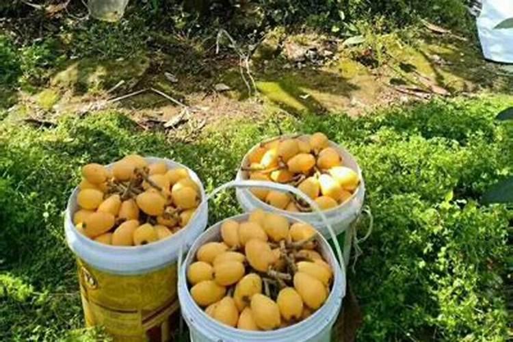 枇杷树用什么肥料最好