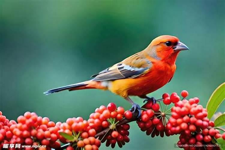 果树结果期用哪种水溶肥效果好？果树膨大期施肥怎么施？