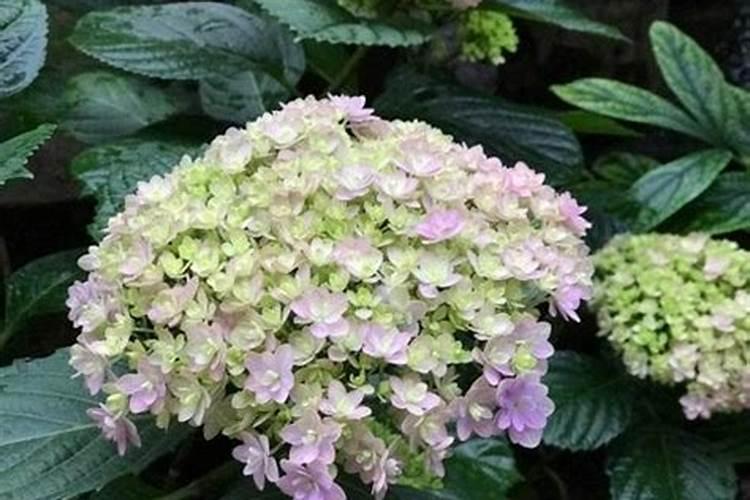 立春以后,养花人要把“1件事”提上日程,尤其养月季、绣球