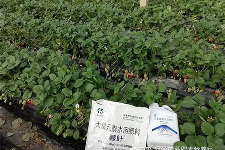 高产香蕉需要掌握的科学施肥技术有哪些 香蕉养殖技巧