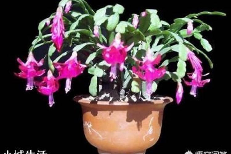 蟹爪兰什么时候施肥施什么肥好