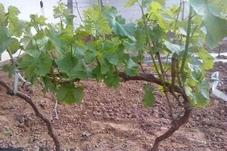 史丹利桉树专用已多钱一包呢是40%的