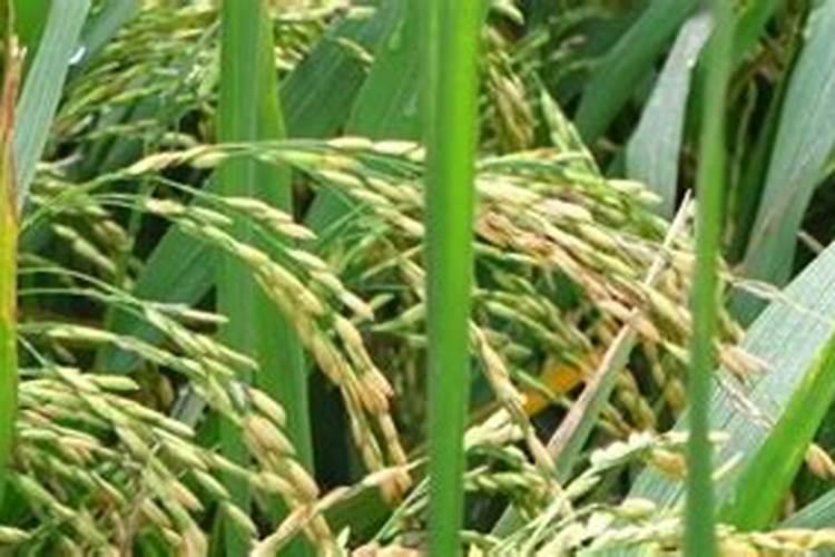 稻田一亩施肥多少斤化肥