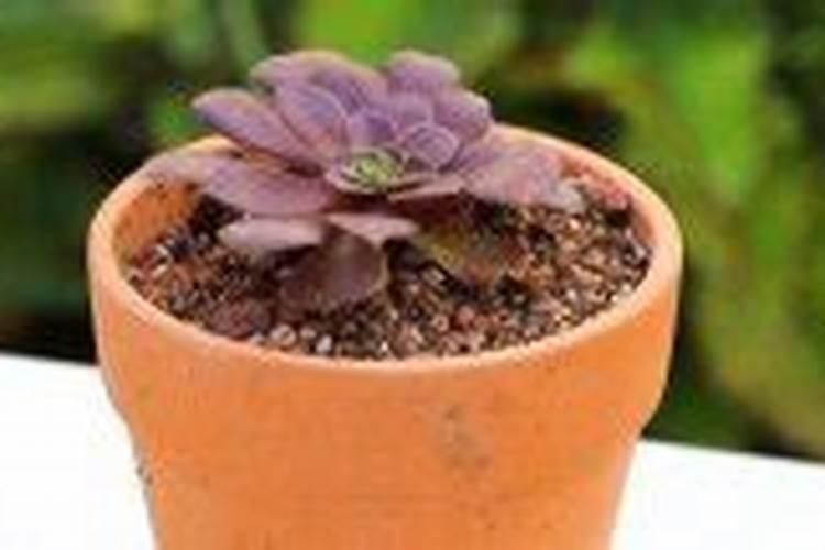 蝴蝶兰在种植过程中,这时候都需要用到哪种肥料？