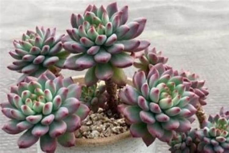 我在多肉表面撒了些复合肥会不会烧死