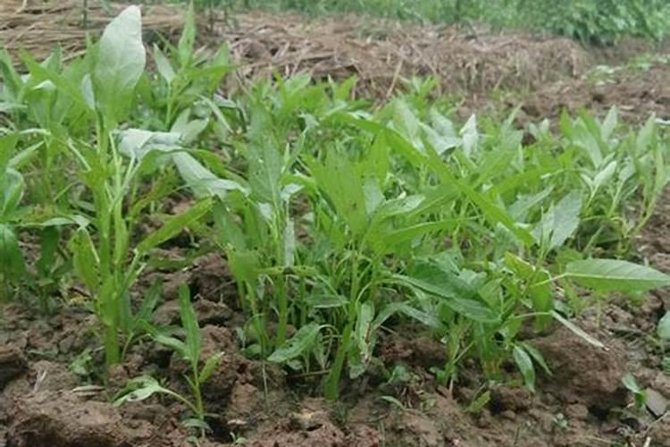 格桑花发酵出来的肥料水可以浇菜吗？