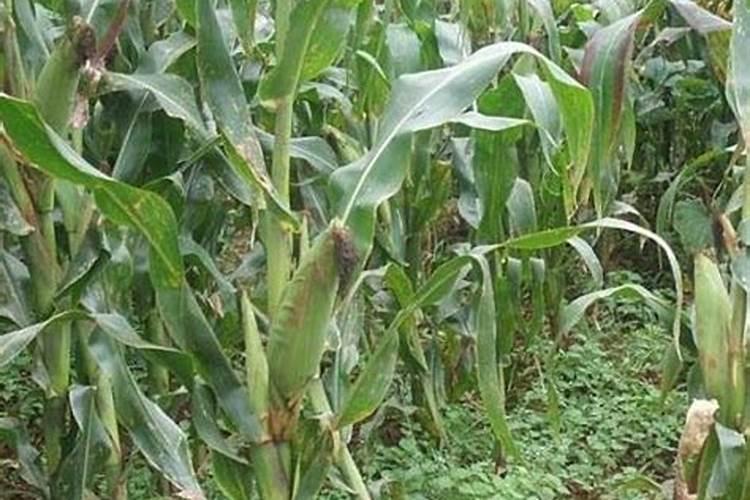 玉米叶面肥配制